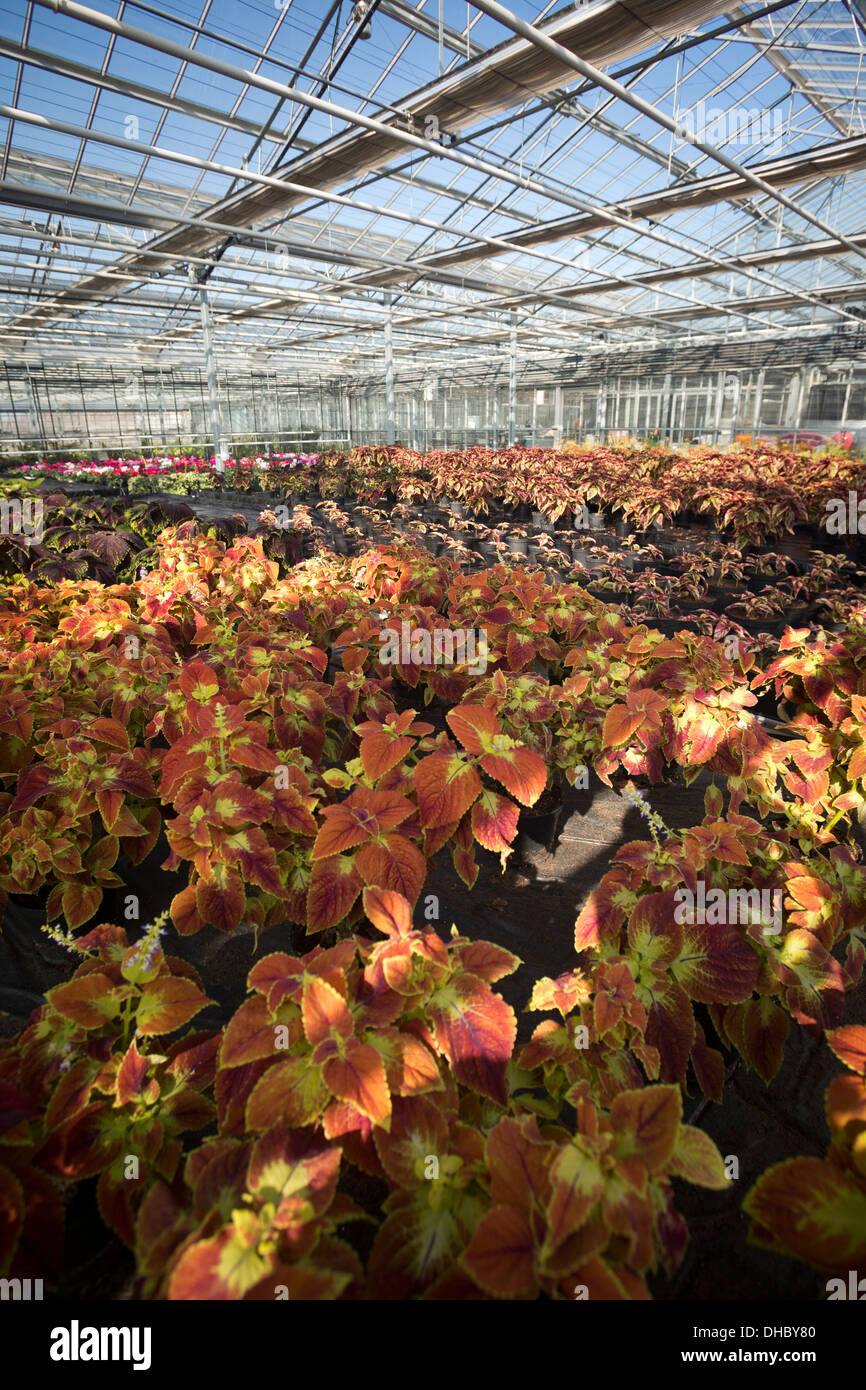 A Trusty Rusty California Coleus plant cultivation (Solenostemon scutellarioides), in the Vichy horticultural production Centre. Stock Photo