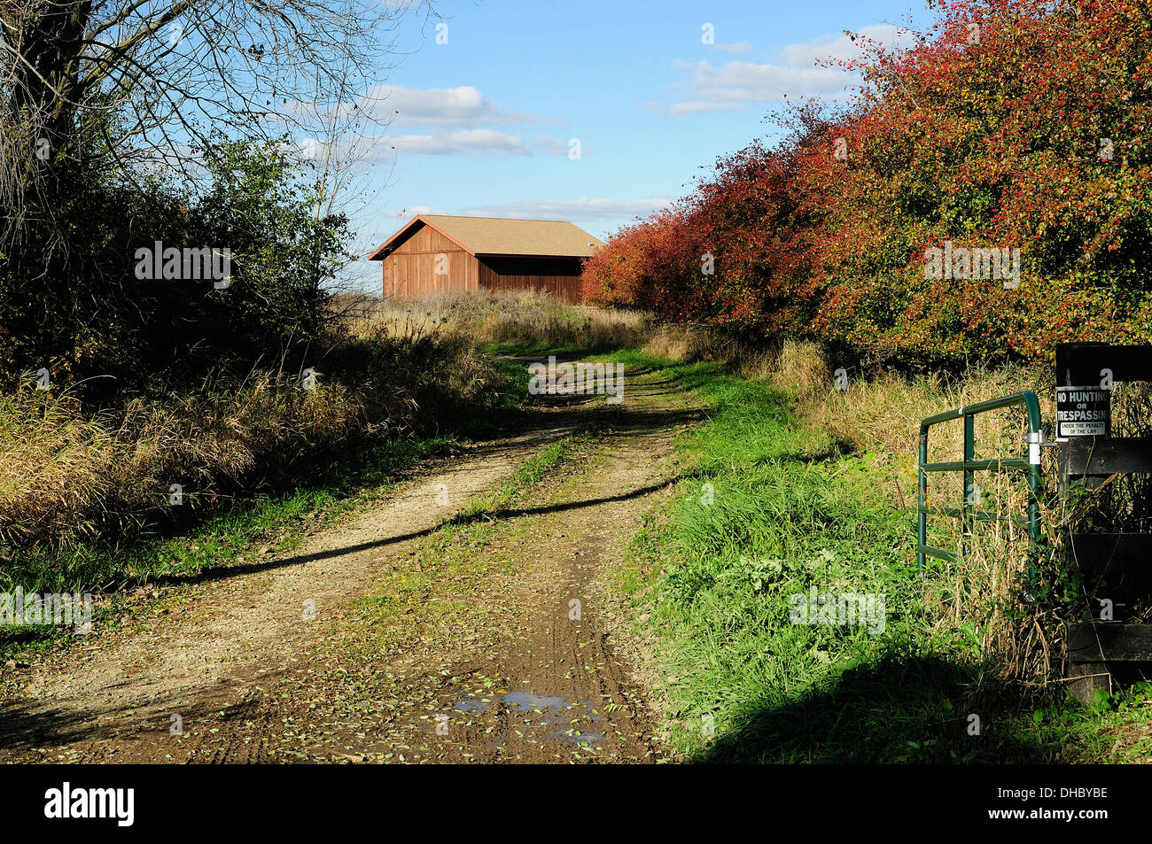 Rural driveway leading to barn in autumn Stock Photo - Alamy