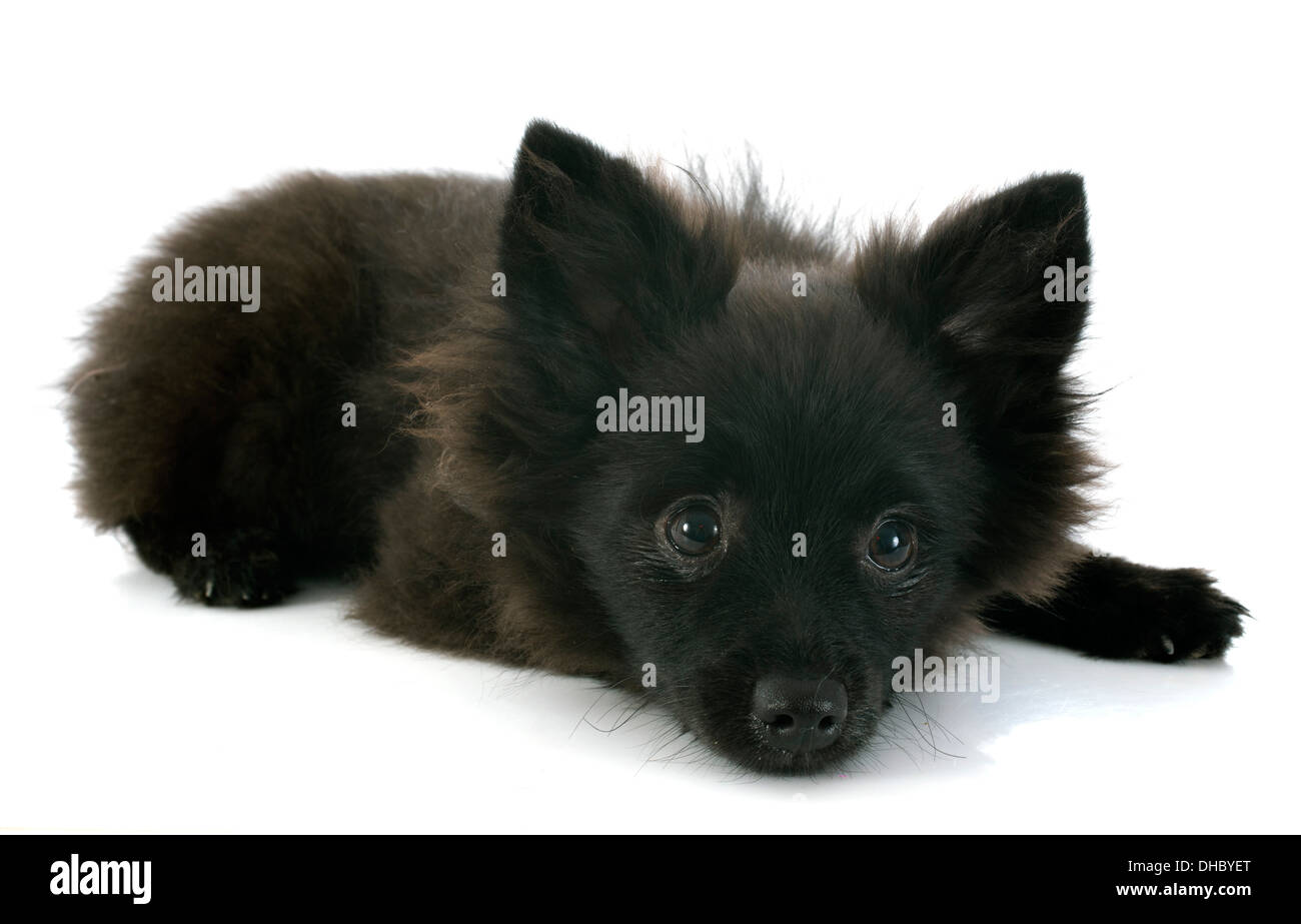 German spitz puppy hi-res stock photography and images - Alamy