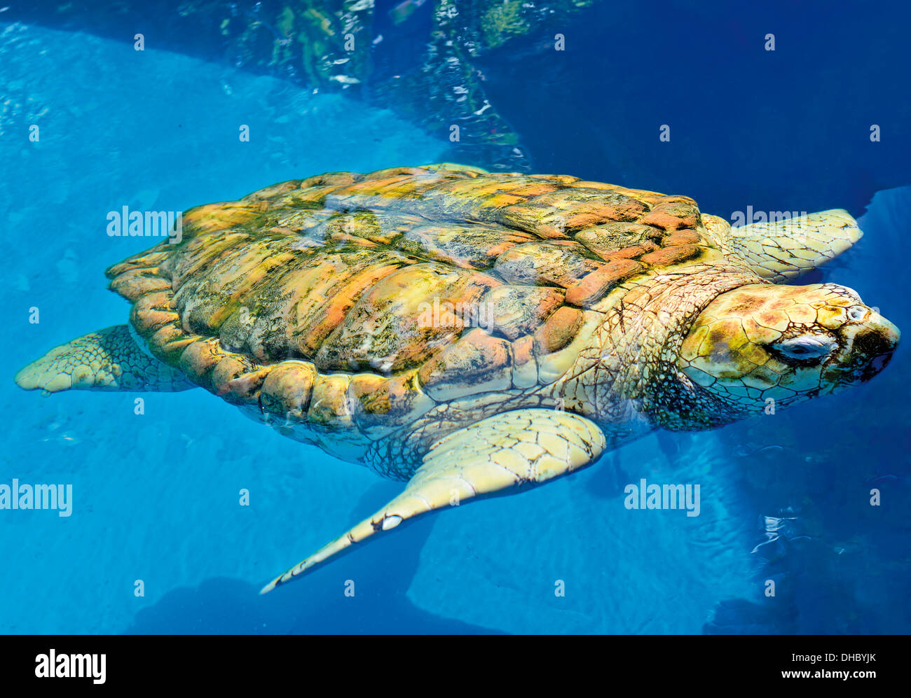 Brazil, Bahia: Loggerhead turtle (Caretta caretta) swimmning in the pool of TAMAR project in Praia do Forte Stock Photo