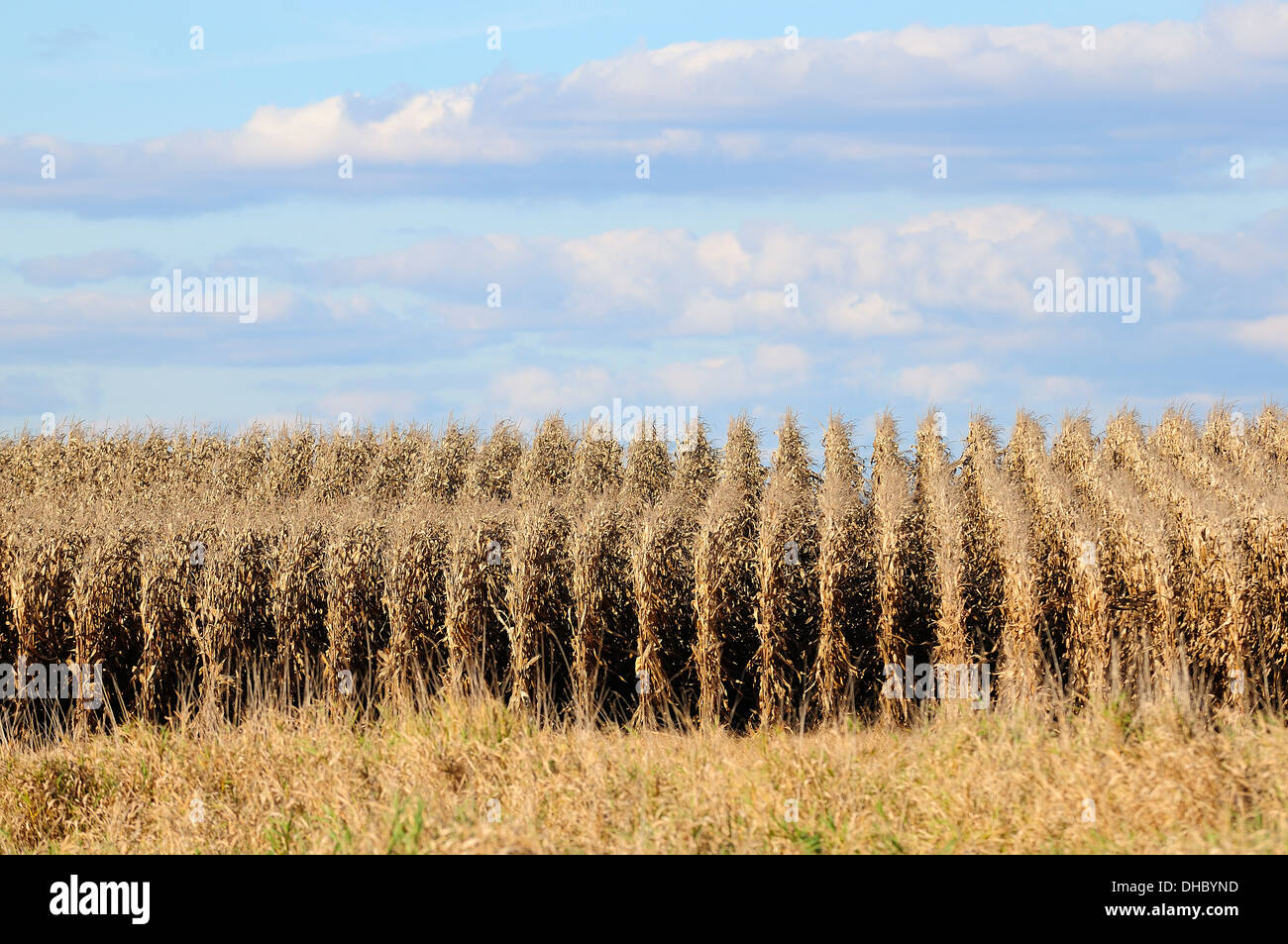 Rows of autumn feed corn. Stock Photo