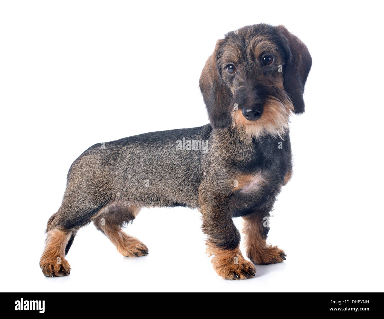 puppy Wire haired dachshund in front of white background Stock Photo