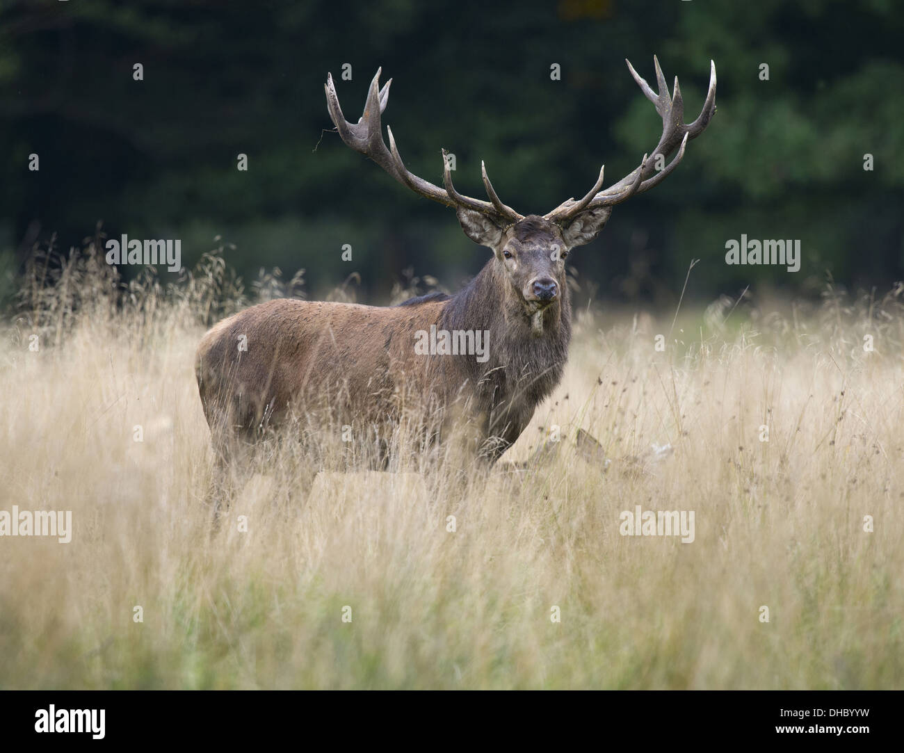 Red deer, Cervus elaphus, Denmark, Europe Stock Photo - Alamy