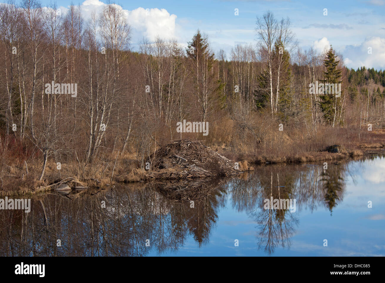 Eurasian beaver / European beaver (Castor fiber) lodge created from severed branches and mud along lake shore, Scandinavia Stock Photo