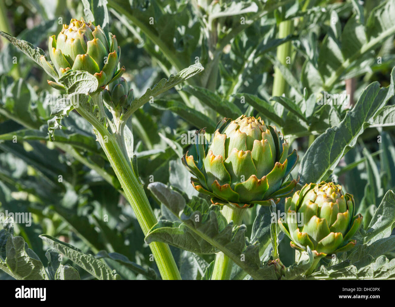Globe artichokes (Cynara cardunculus) are a species of thistle. Stock Photo