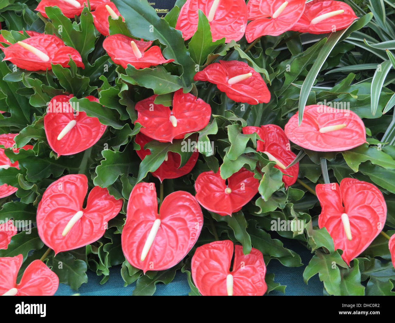 Mother in law's tongue plants hi-res stock photography and images - Alamy