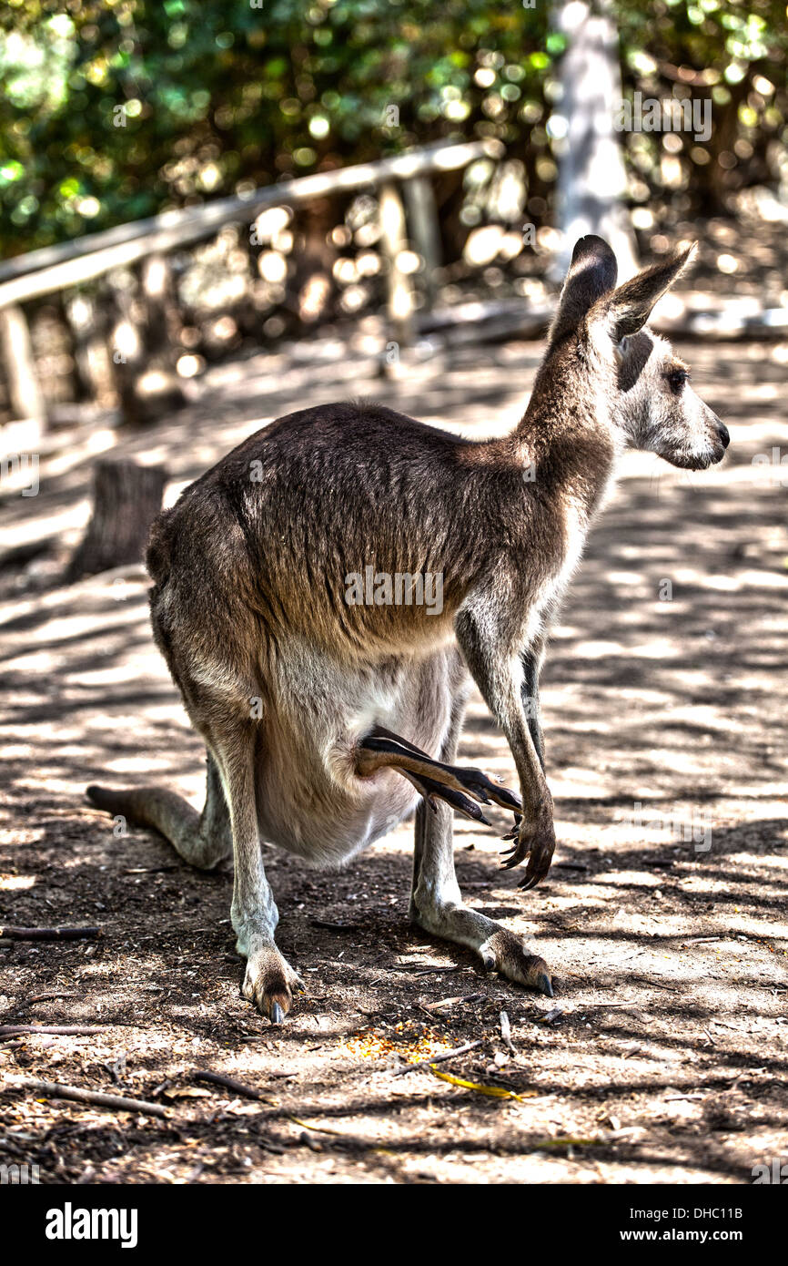 A Kangaroo in the wild shot in color on location in Queensland, Australia. Stock Photo