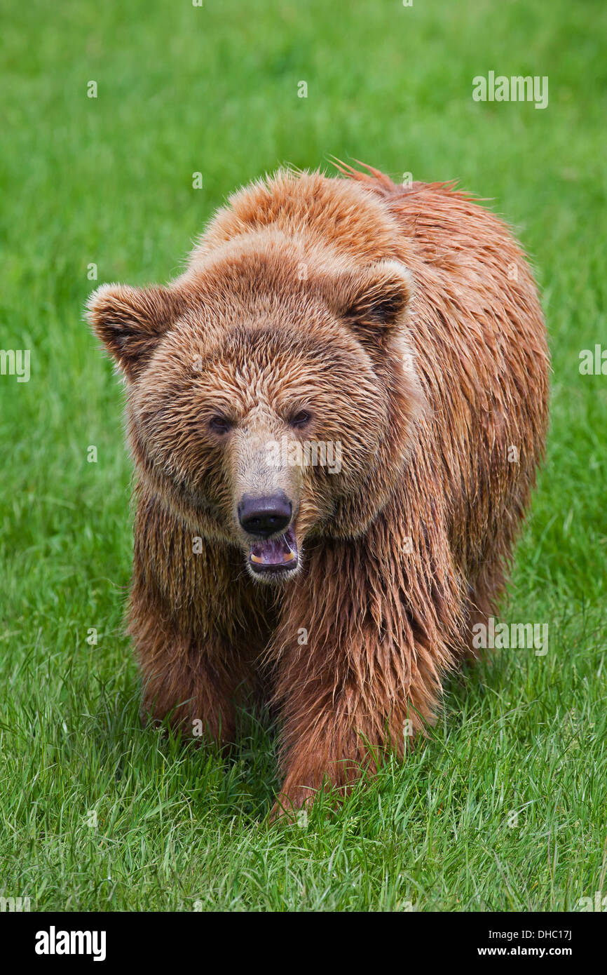 Attack of aggressive European brown bear / Eurasian brown bear (Ursus arctos arctos) growling while charging in grassland Stock Photo