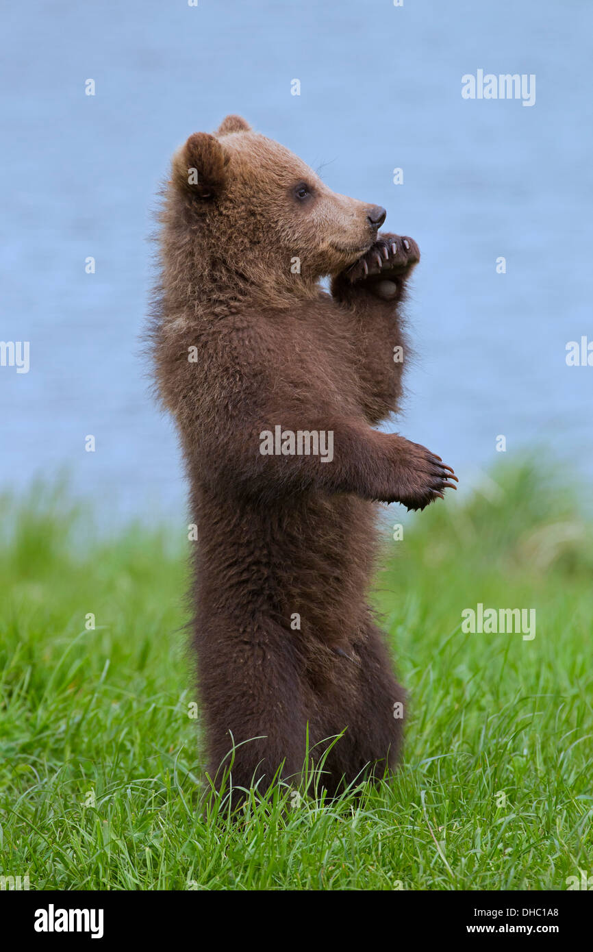 European brown bear / Eurasian brown bear (Ursus arctos arctos) cub standing upright on hind legs on riverbank / lake shore Stock Photo