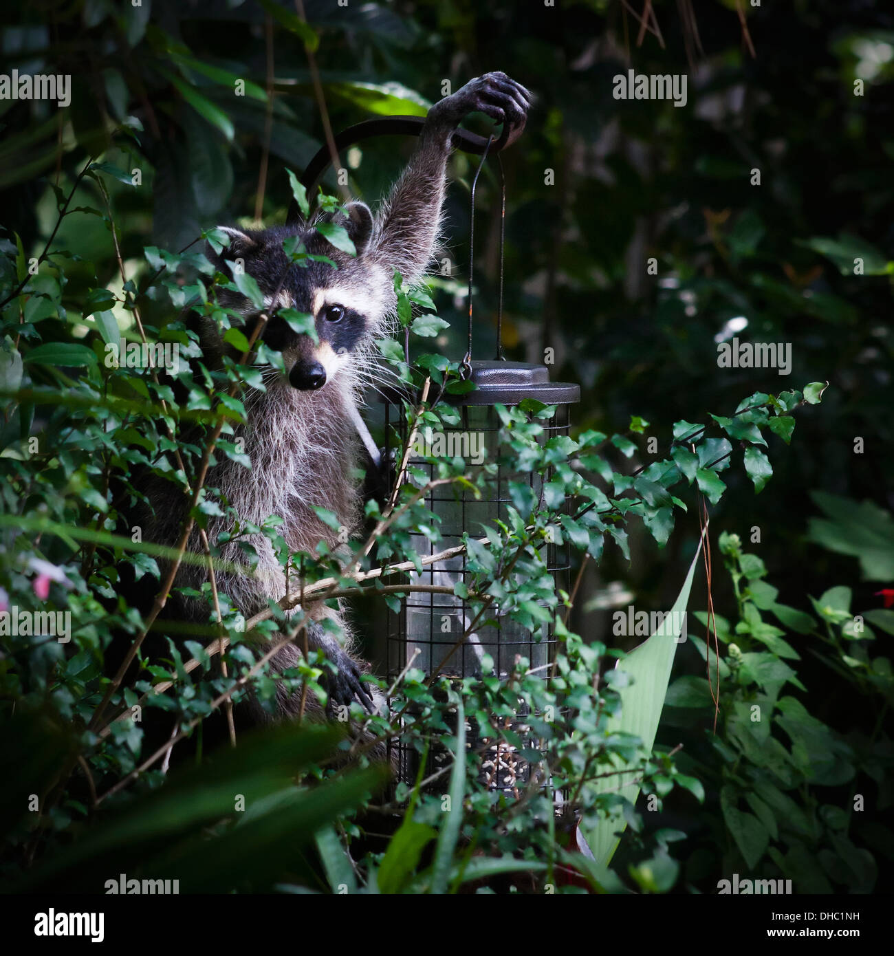 A raccoon caught in the act of stealing bird seed. Stock Photo