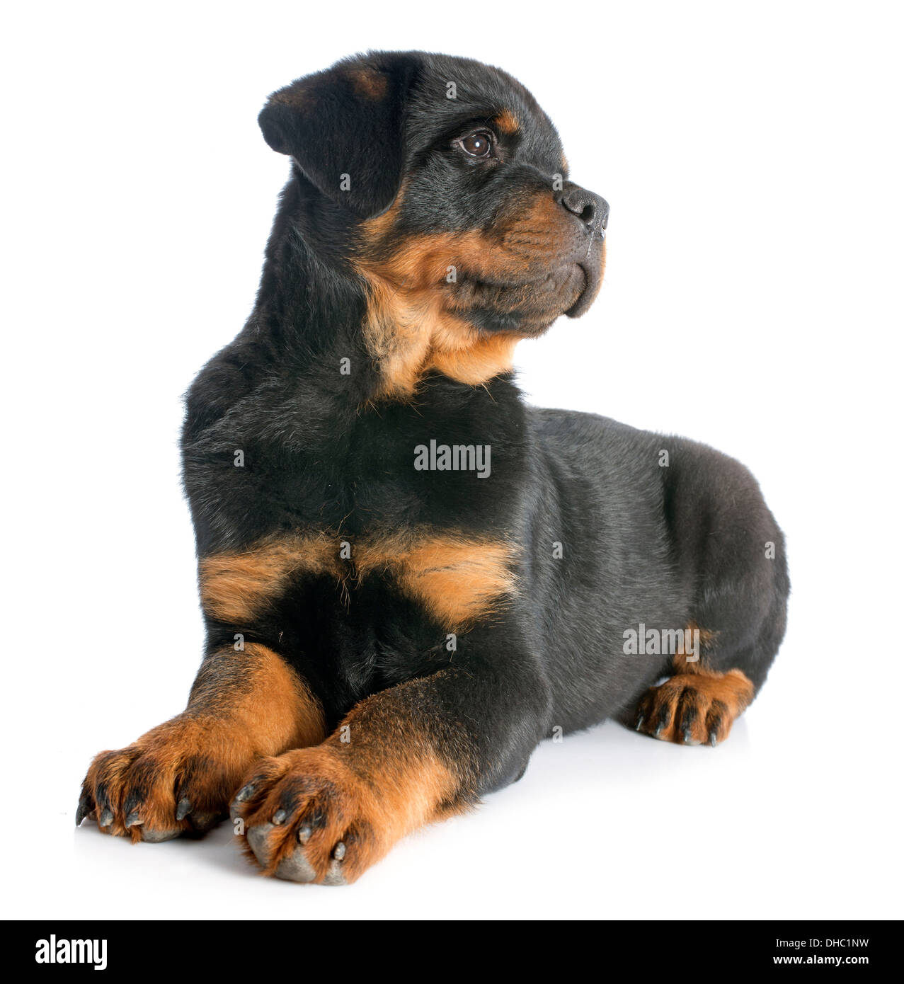 portrait of a purebred puppy rottweiler in front of white background ...