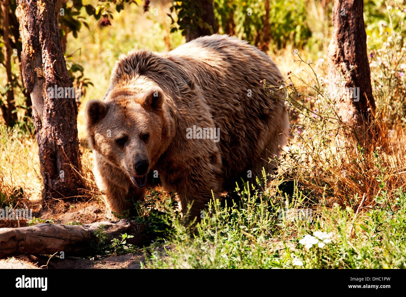 Grizzly bear in the forest Stock Photo