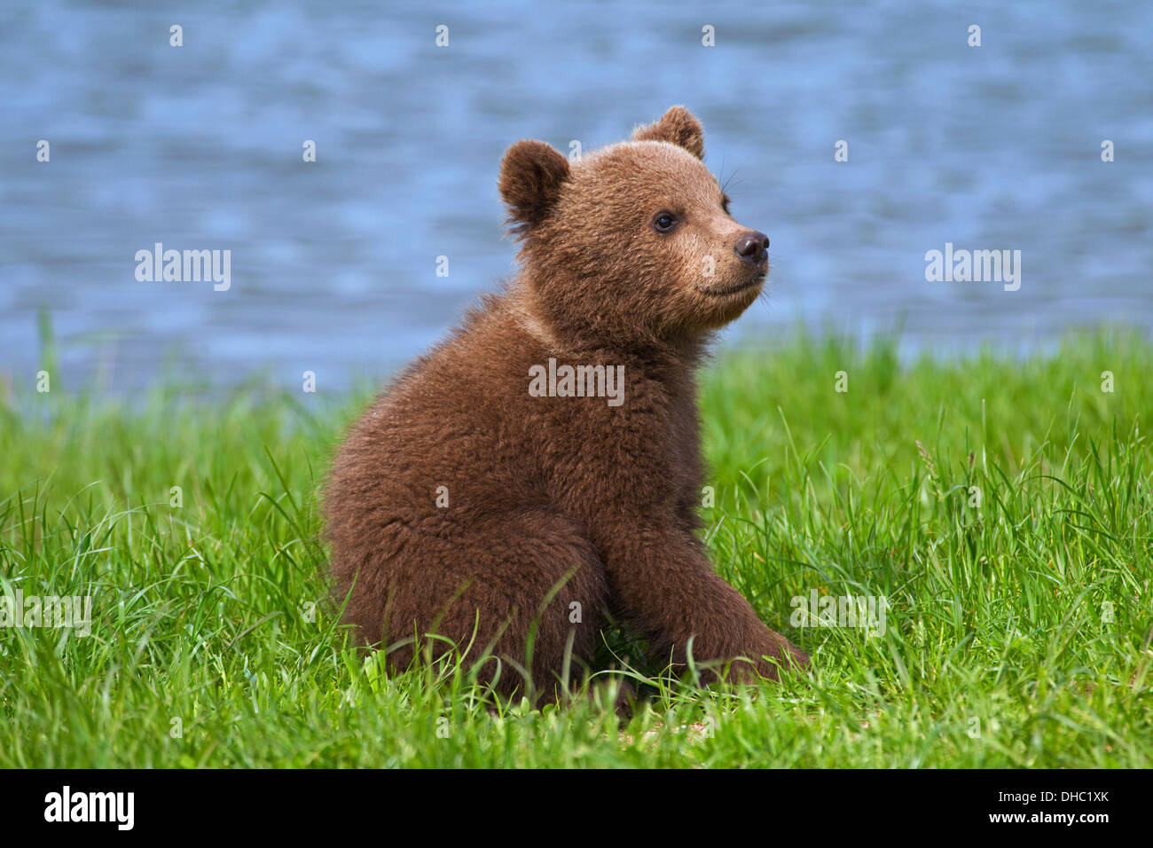 European brown bear / Eurasian brown bear (Ursus arctos arctos) cub sitting on riverbank / lake shore Stock Photo