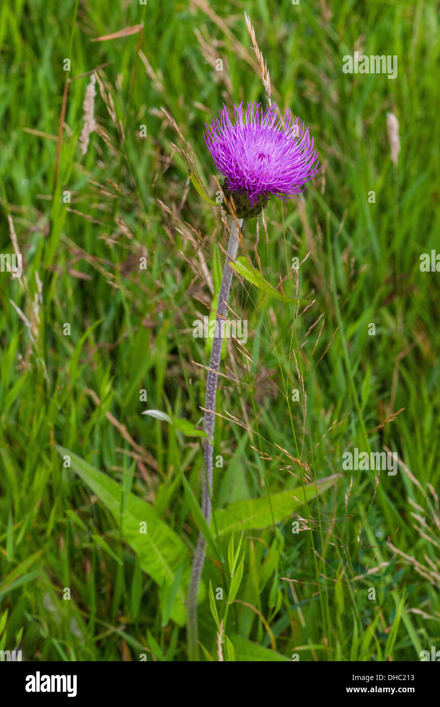 Melancholy Thistle, a member of the daisy family, is less prickly than other thistles and attracts bees. Stock Photo