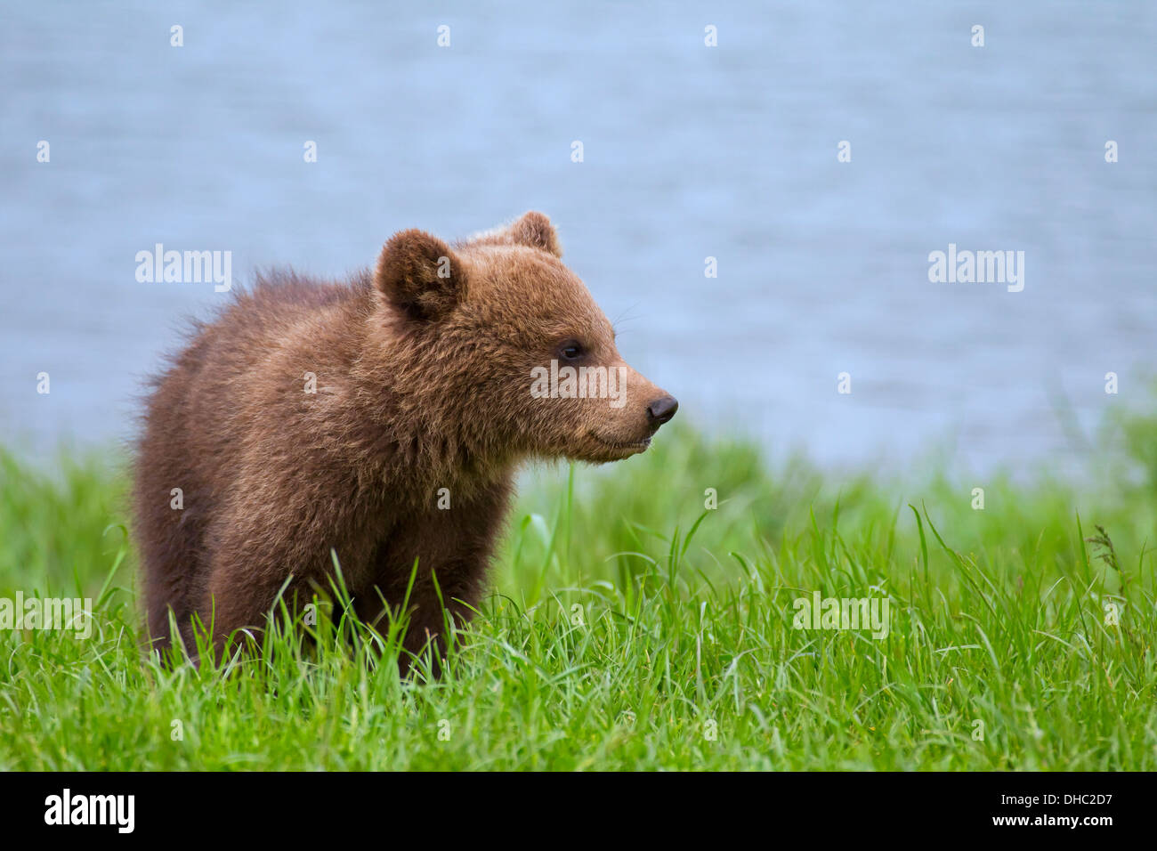 Eurasian brown bear / European brown bear (Ursus arctos arctos) cub on riverbank / lake shore Stock Photo