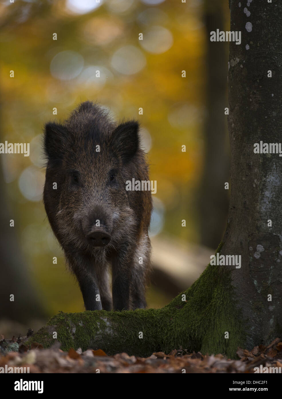 Wild boar in a beech tree forest, Sus scrofa, Germany, Europe Stock Photo