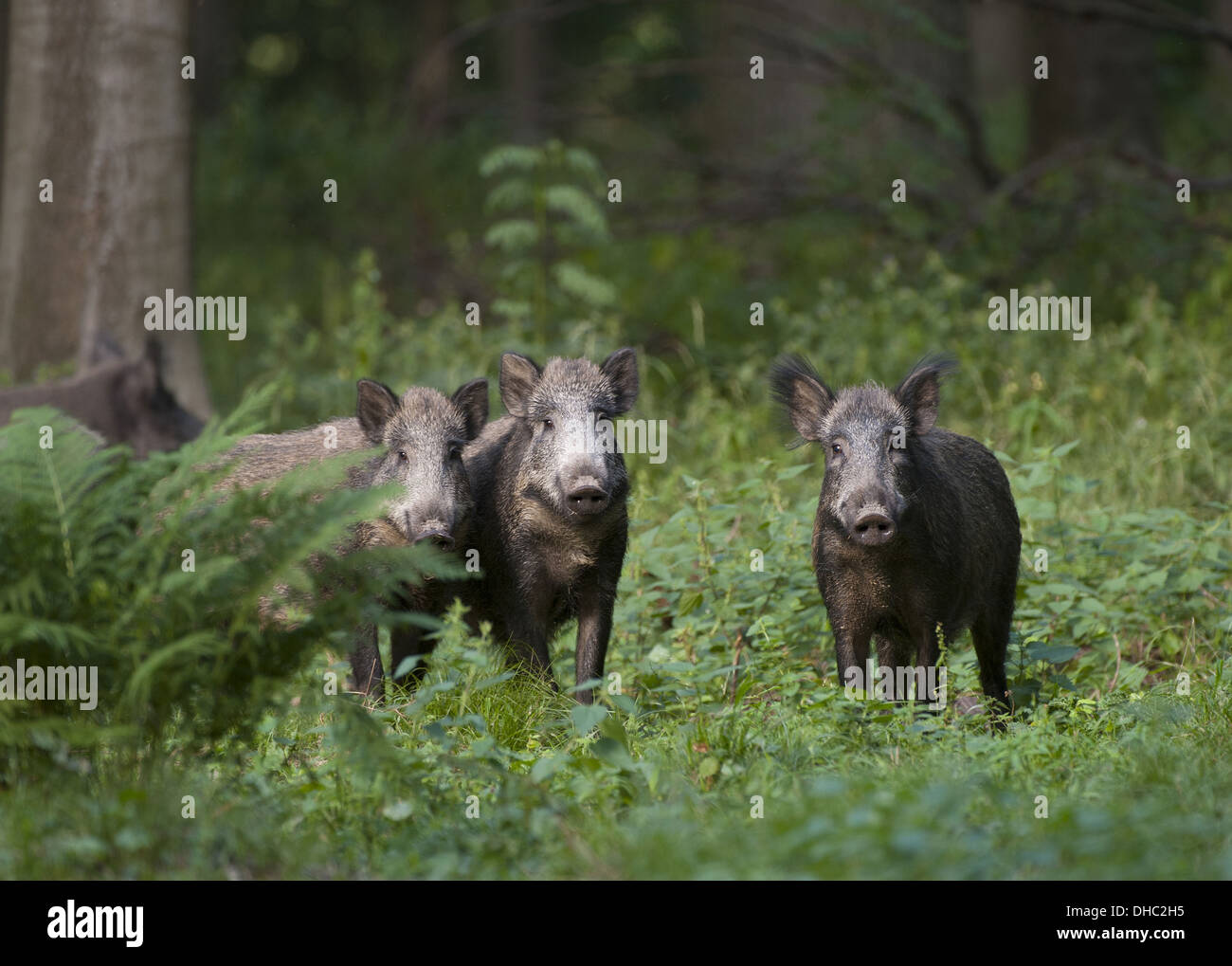Wild boar in a forest, Sus scrofa, Germany, Europe Stock Photo