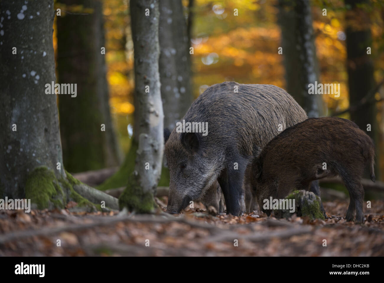 wild boar in a beech tree forest, sus scrofa, germany, europe Stock Photo