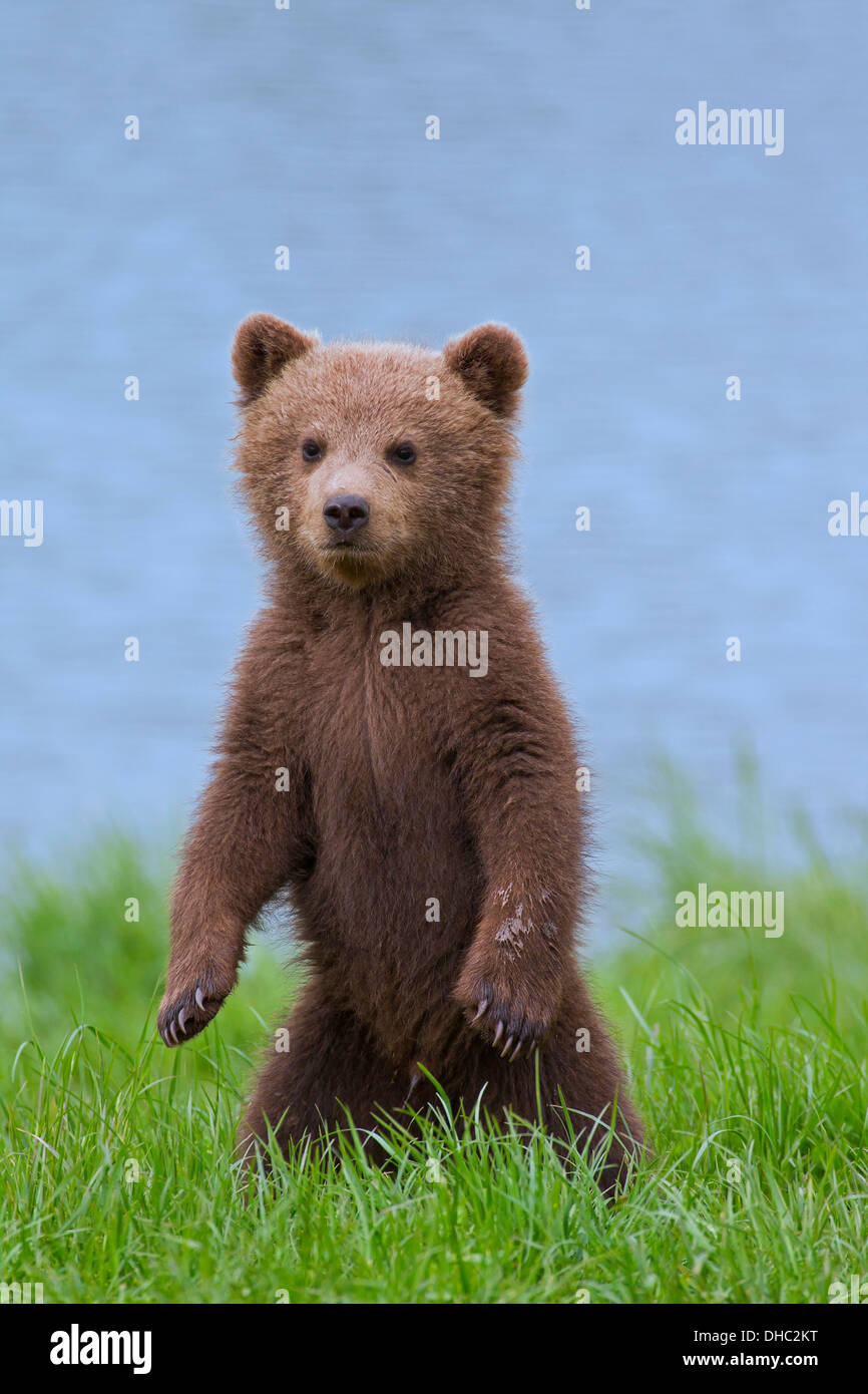 European brown bear / Eurasian brown bear (Ursus arctos arctos) cub standing upright on hind legs on riverbank / lake shore Stock Photo