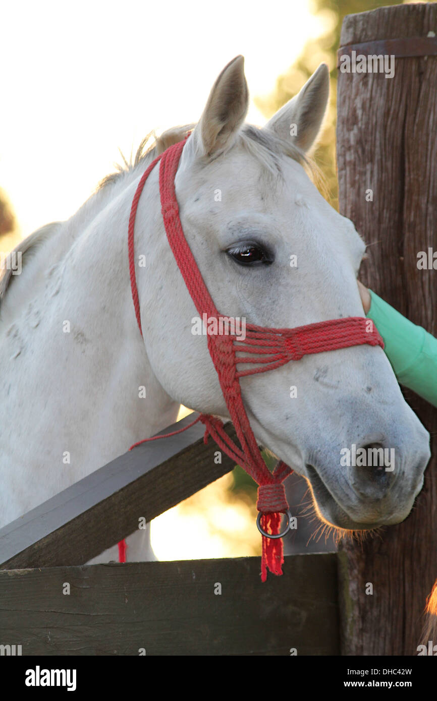 Closeup shot of white horse head. Stock Photo