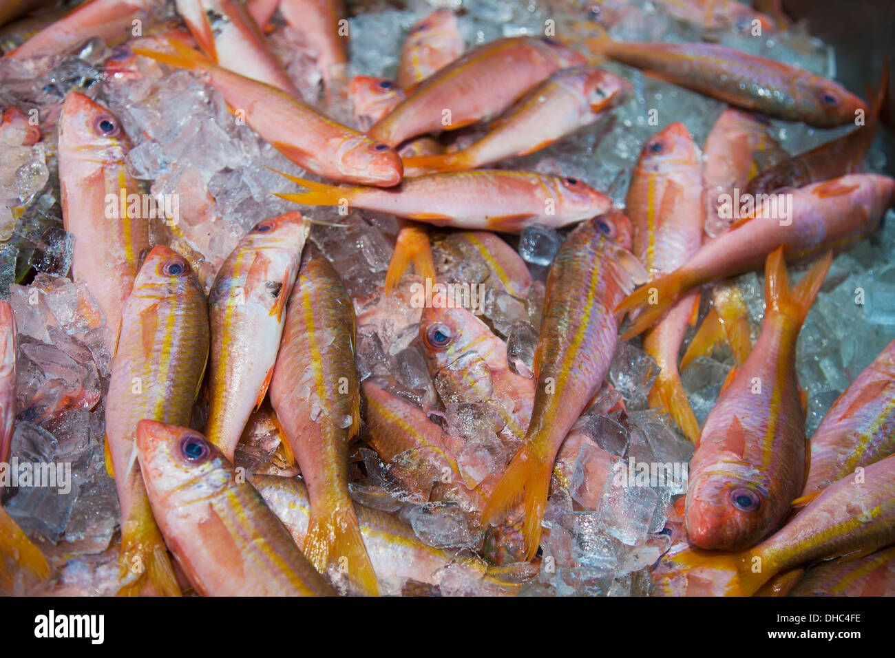 Fresh Fish Laying On Ice In Chinatown; Honolulu, Oahu, Hawaii, United