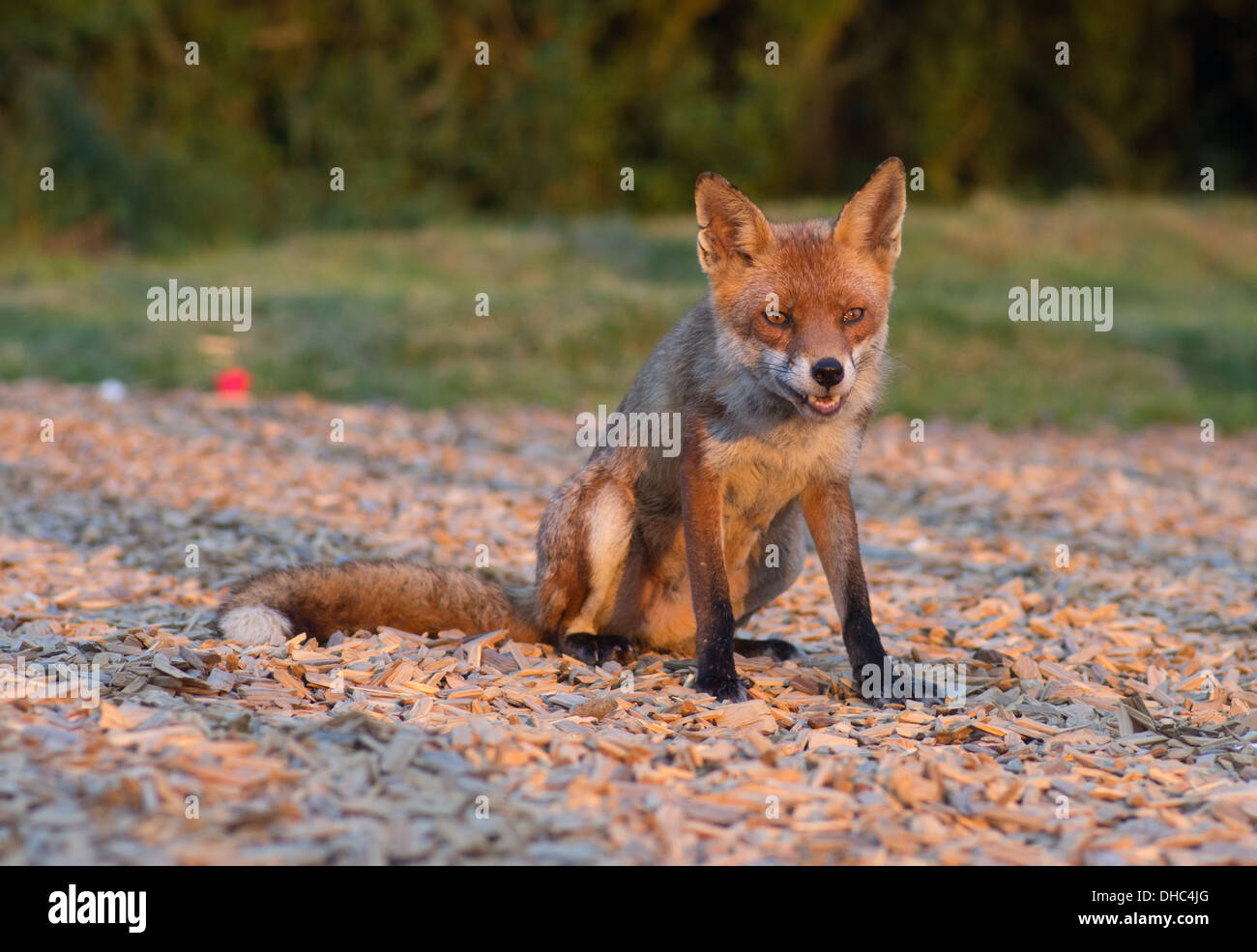 A female fox (vixen) after raiding a bin for food waste Stock Photo Alamy