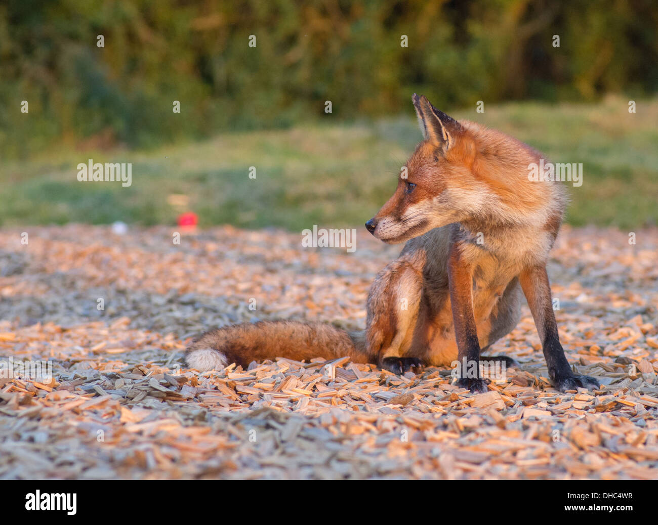 A female fox (vixen) after raiding a bin for food waste Stock Photo