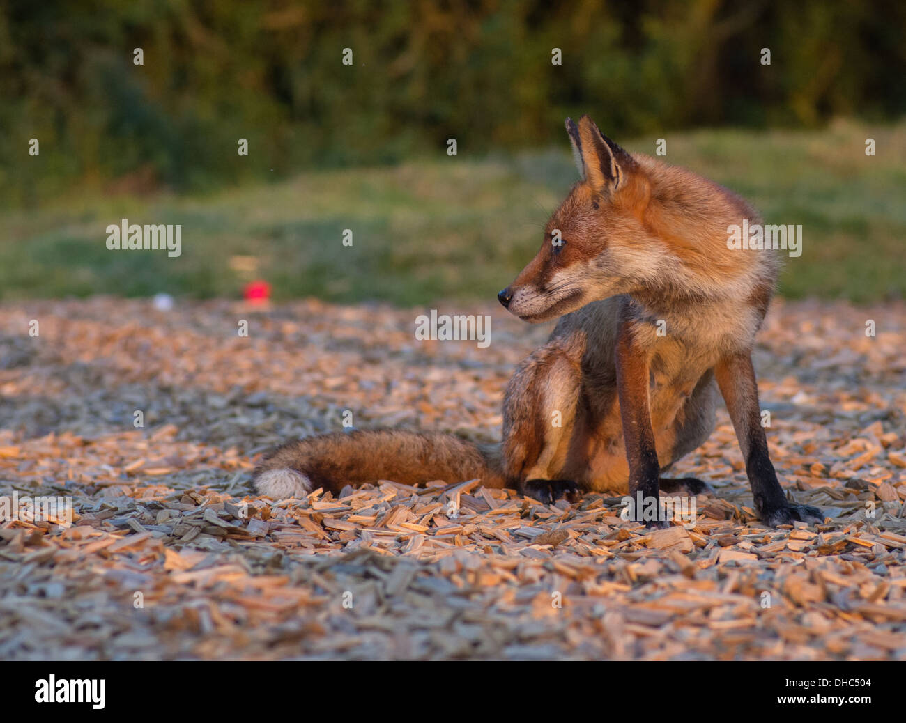 A female fox (vixen) after raiding a bin for food waste Stock Photo Alamy