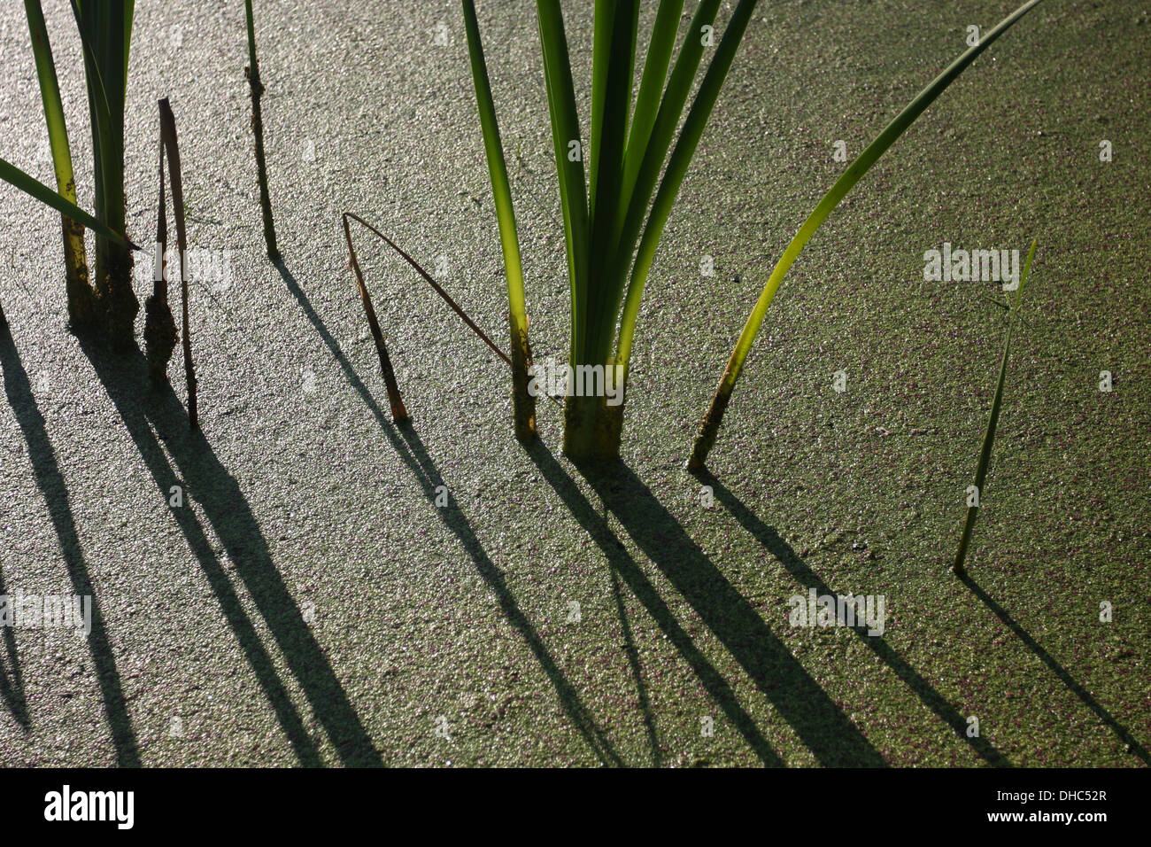 Bullrushes and pond weed on a pond in summer Stock Photo