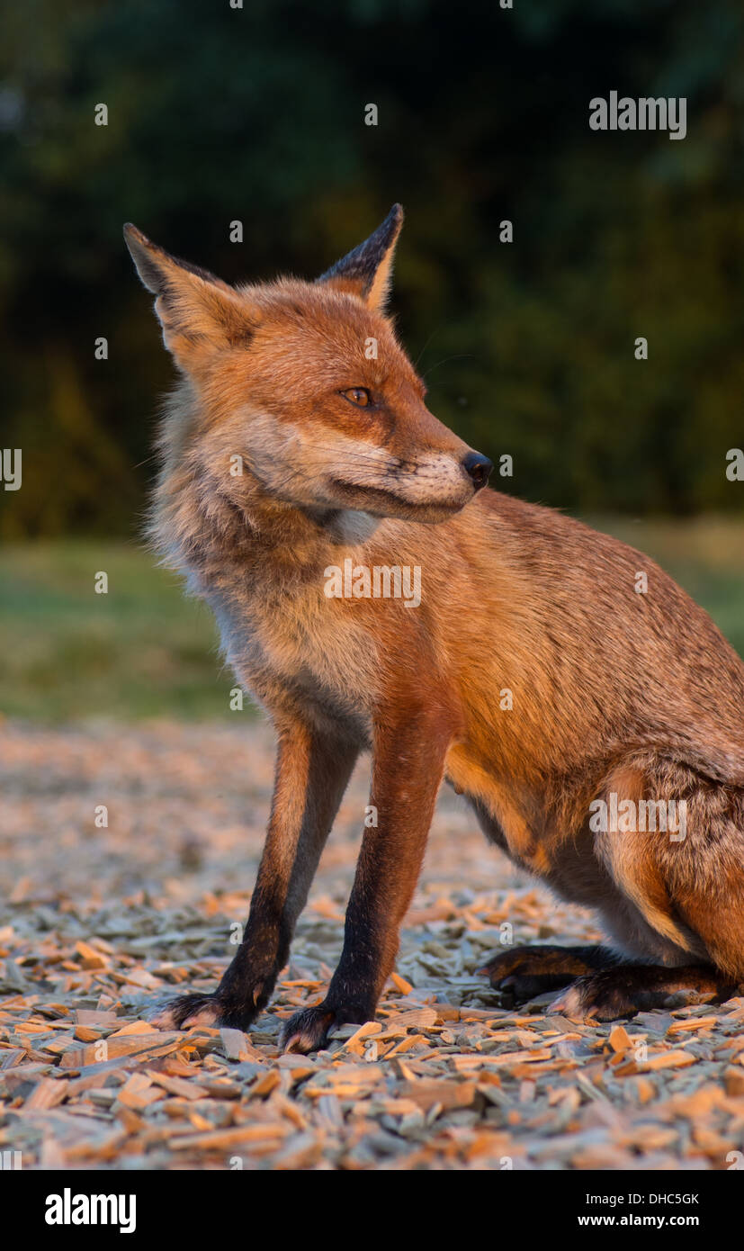 red fox just after raiding a bin Stock Photo