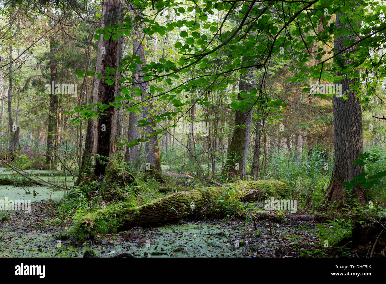 Natural alder-carr stand of Bialowieza Forest with standing water and Common Duckweed on surface among Stock Photo