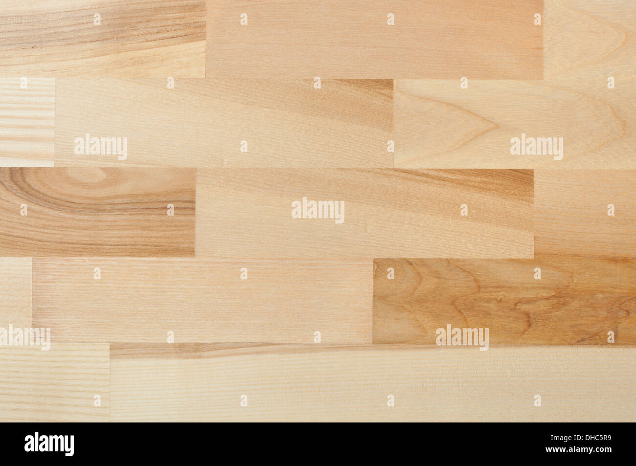 Ash Tree Wood Cross Section