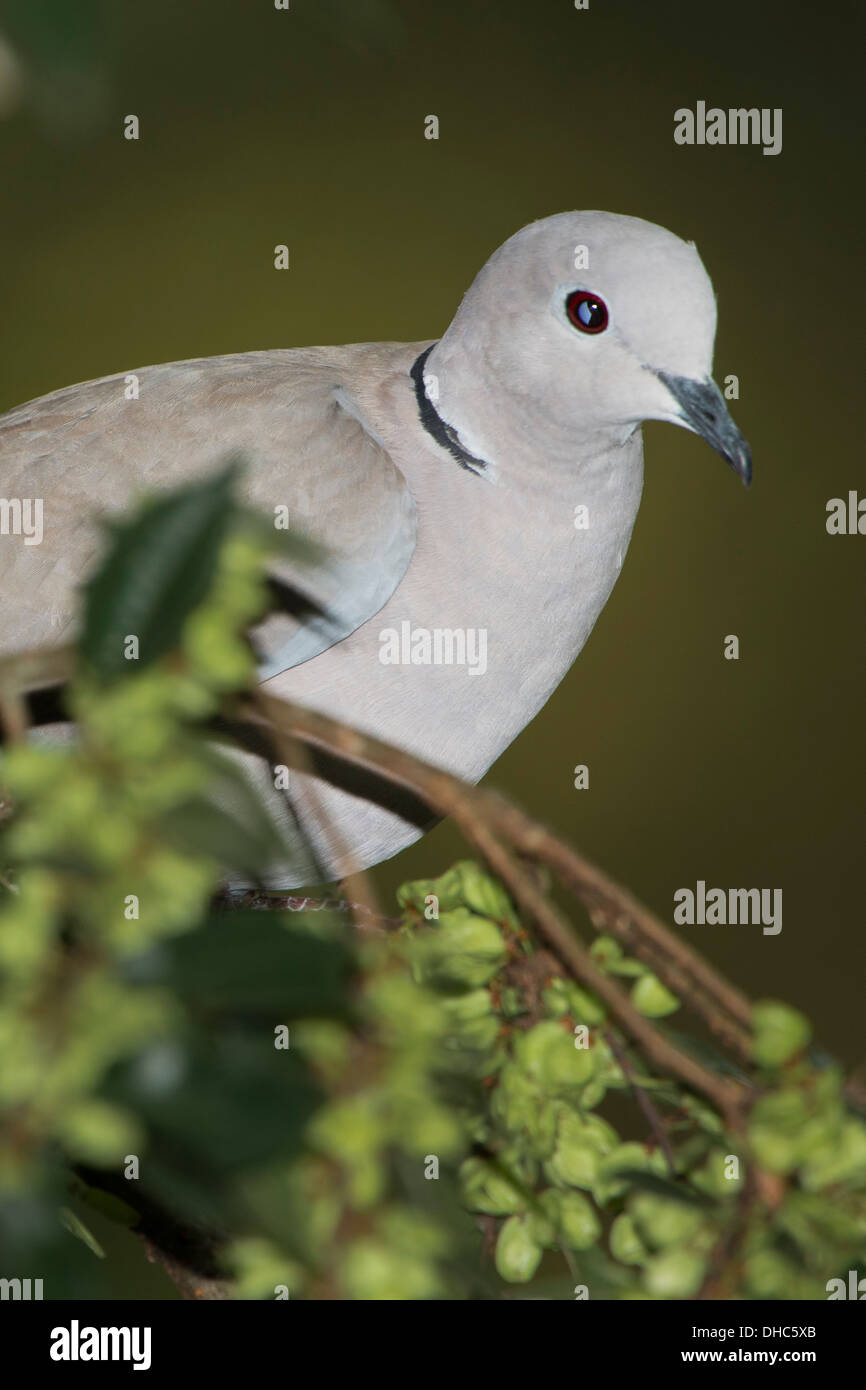 Ring-necked Dove Stock Photo