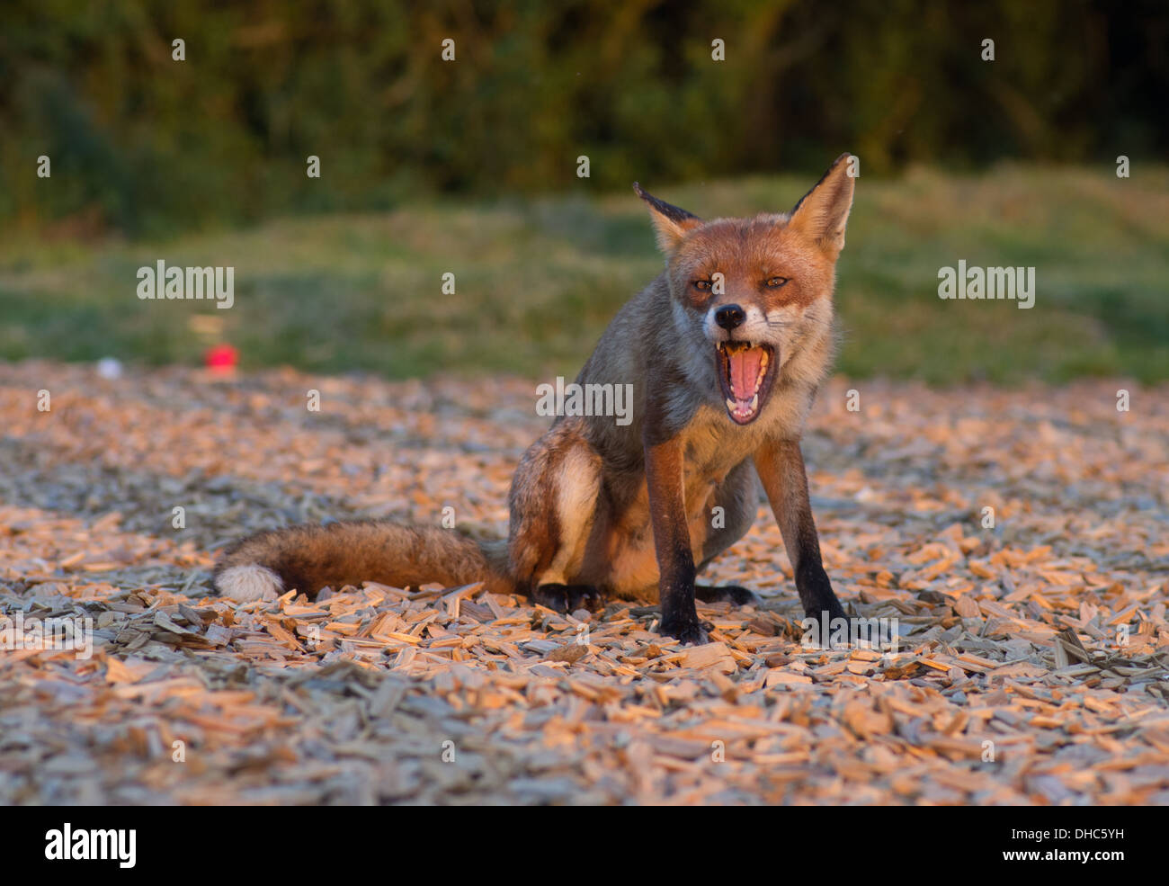A female fox (vixen) after raiding a bin for food waste Stock Photo Alamy