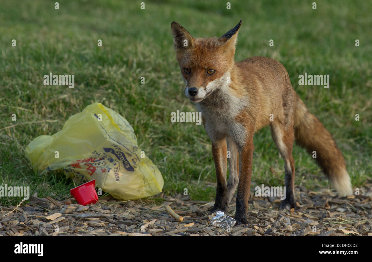 A female fox (vixen) after raiding a bin for food waste Stock Photo Alamy