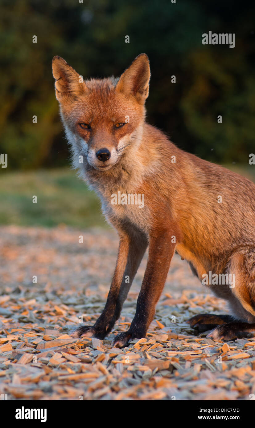red fox just after raiding a bin Stock Photo Alamy