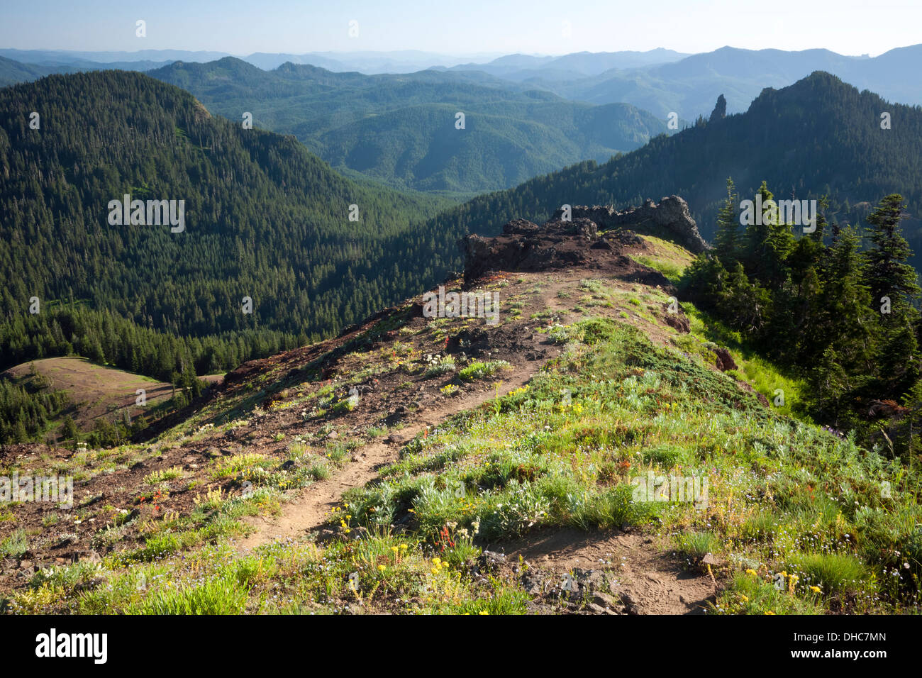 OREGON Iron Mountain from the wildflower covered meadows of Cone Peak