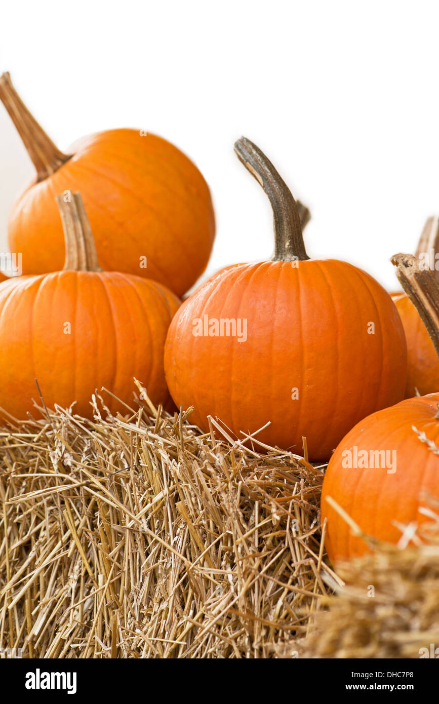 Fresh pumpkins lined along a pumpkin patch Stock Photo - Alamy