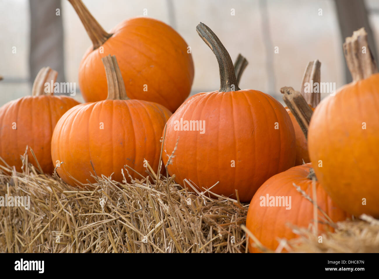 Fresh pumpkins lined along a pumpkin patch Stock Photo - Alamy