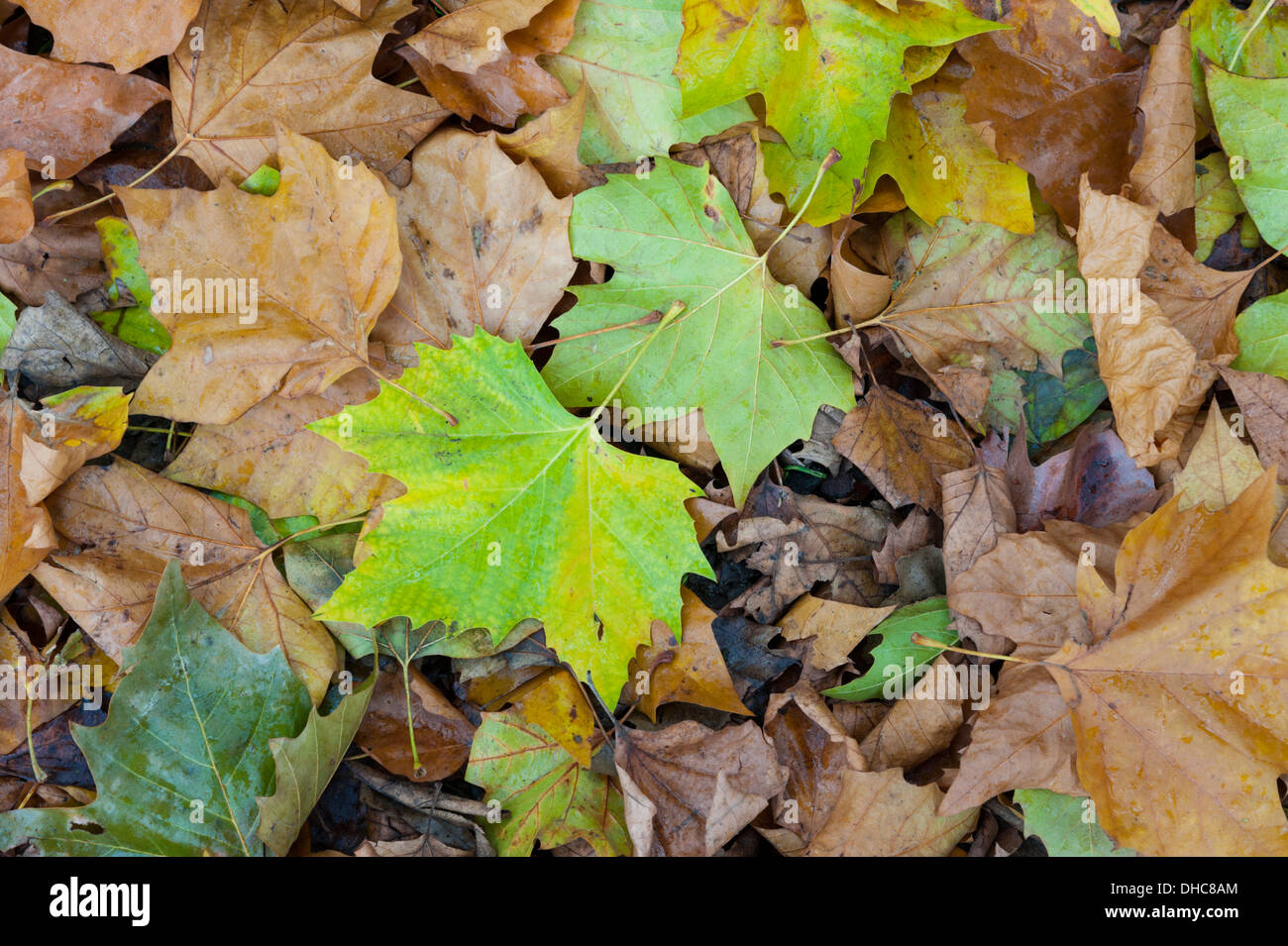 Close up of autumn leaves UK Stock Photo