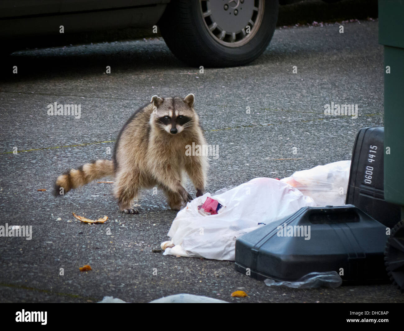 Raccoon eating garbage from residential trash can, Seattle, Washington Stock Photo