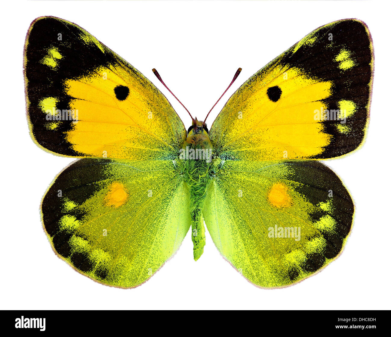 Dark Clouded Yellow (Colias croceus) isolated on a white background Stock Photo