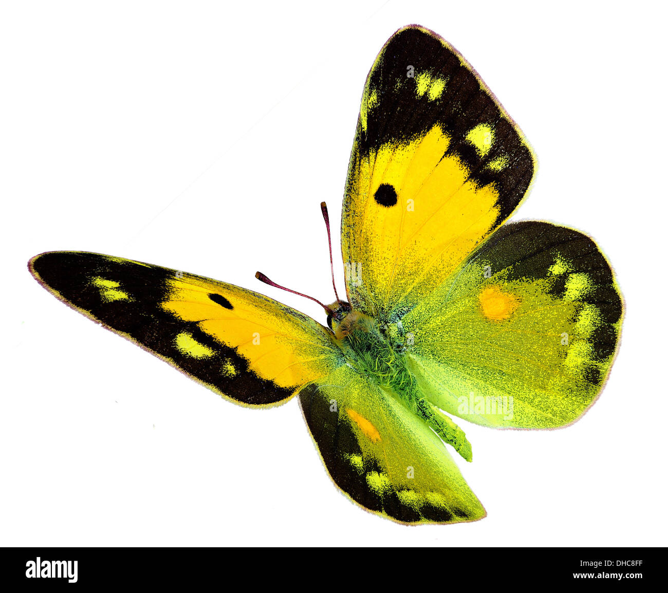 Dark Clouded Yellow (Colias croceus) in flight isolated on a white background Stock Photo