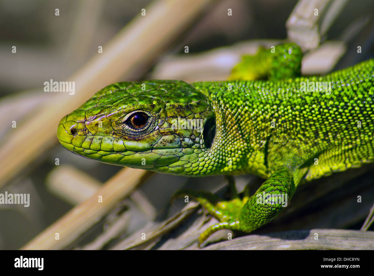 portrait of Western Green Lizard (Lacerta bilineata) Stock Photo