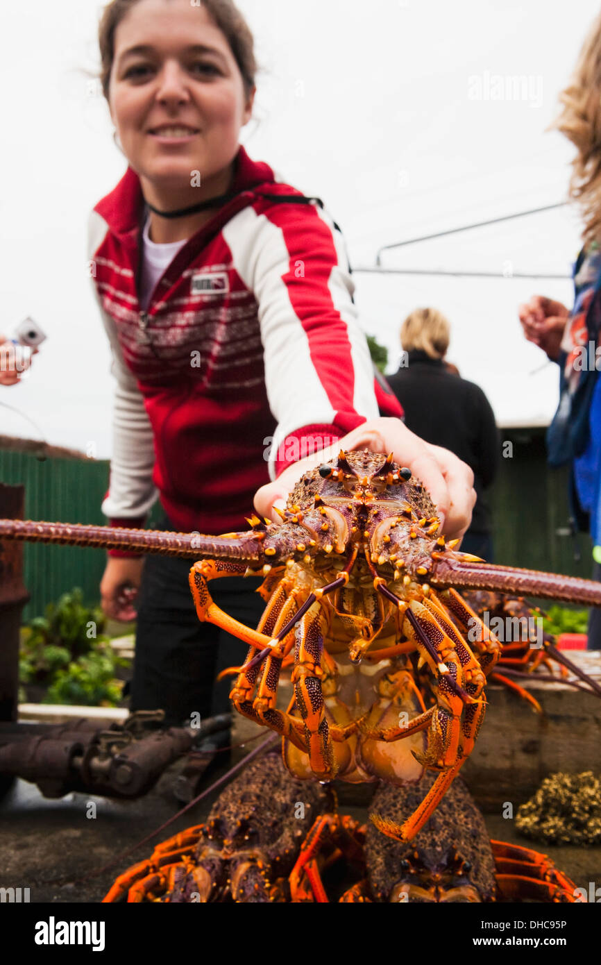 A Woman Holds A Freshly Caught Crayfish; Kaikoura, New Zealand Stock Photo