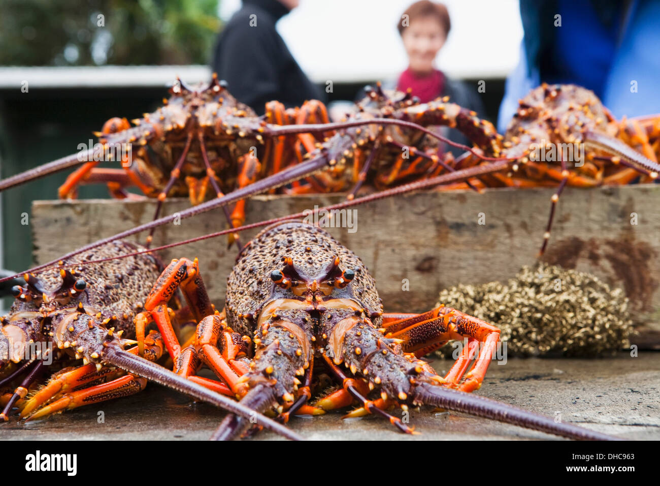 Freshly Caught Crayfish; Kaikoura, New Zealand Stock Photo