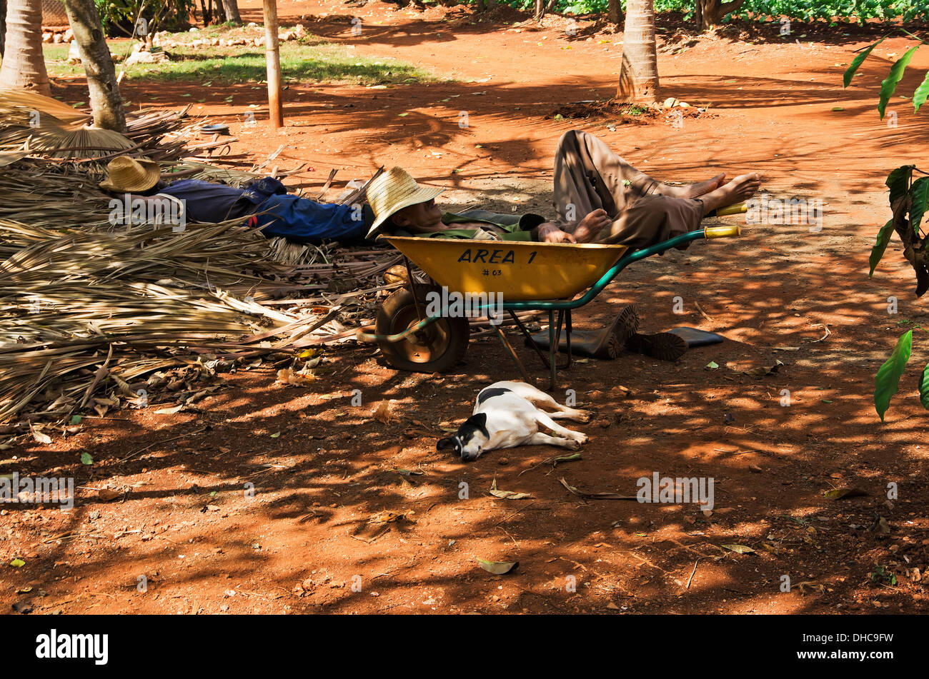 Workers And A Dog Take Long Deserved Rest During Lunch Hour At Organoponicos De Alamara; Havana, Artemisa, Cuba Stock Photo