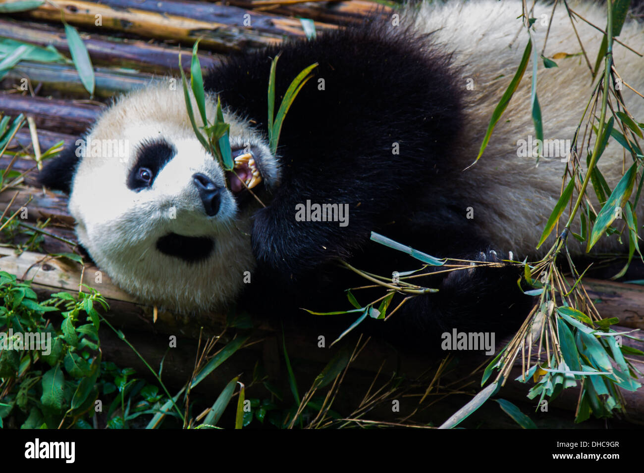 Pandas Chengdu China Stock Photo Alamy Pandas Chengdu China Stock Photo Alamy