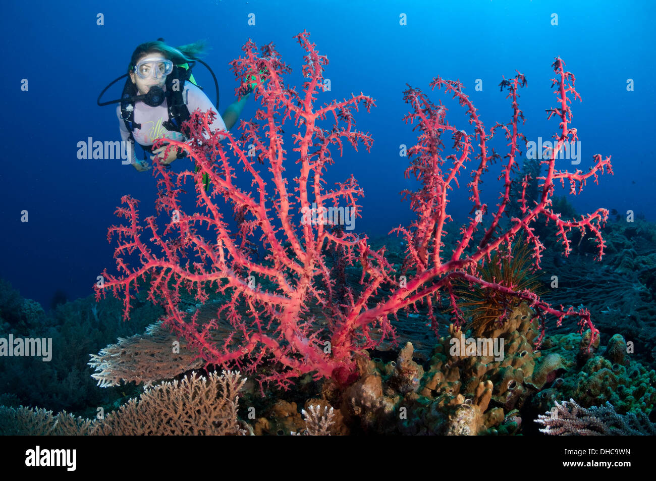 A female scuba diver explores the reef Stock Photo