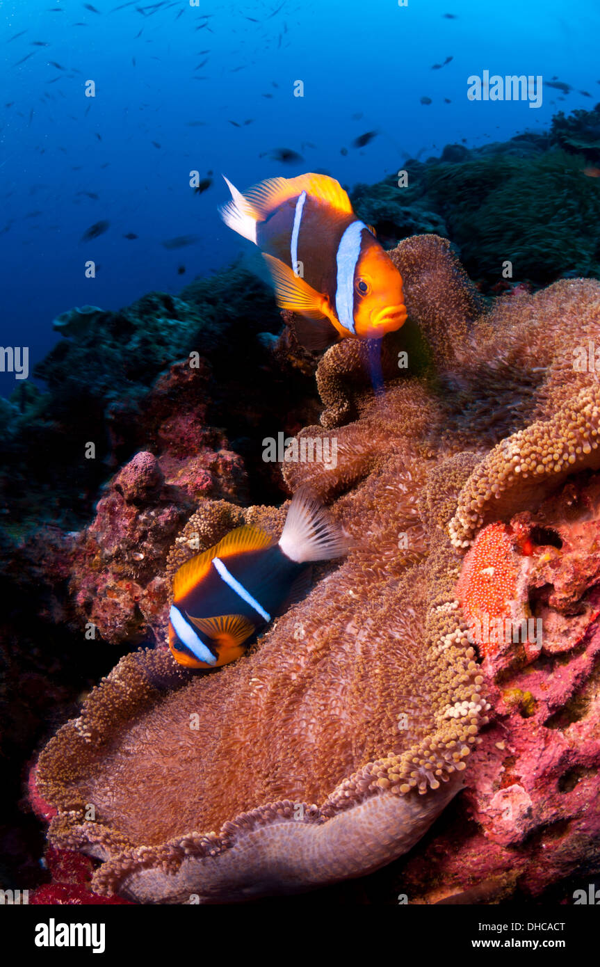 Two orange-fin clownfish tending their eggs Stock Photo
